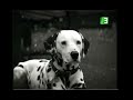 MBC3 PROSO SPRING 2007 101 DALMATIAN 1996 FILM THE REMEMBER 2000S