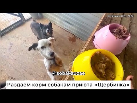 Волонтры проекта Собака Юзао разносят корм для собак приюта «Щербинка»