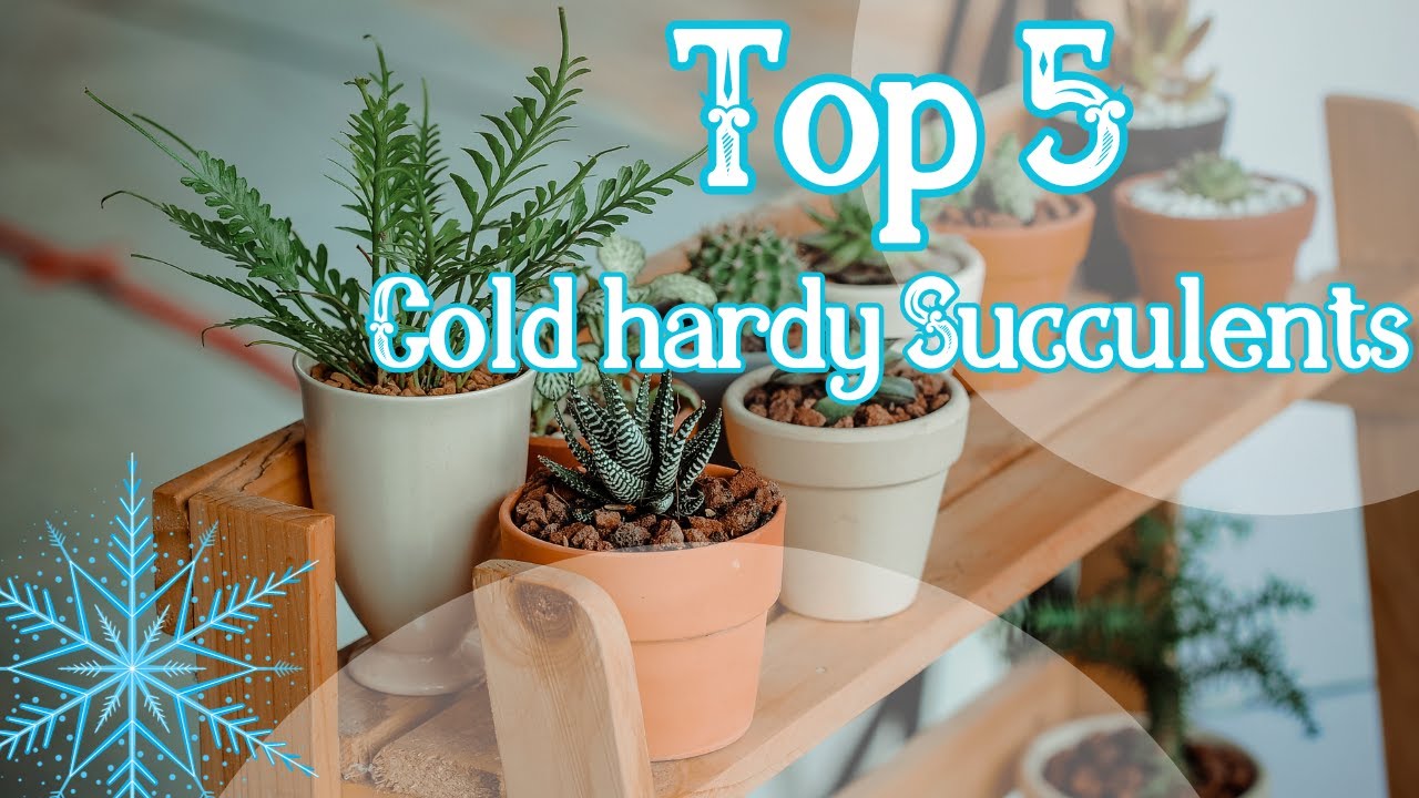 Top 5 cold hardy succulents that can take up to -20C
