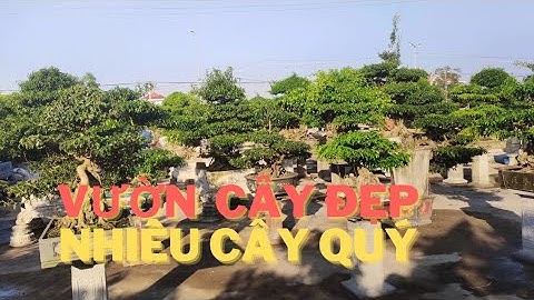 Vườn Cây Cảnh Đẹp Già Quý – Nhiều Cây Tầm Nhỏ Thân Cốt Già, Dáng Thế Nghệ Thuật. SĐT: 0917706757