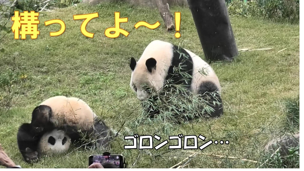 10/25レイレイはママに構って欲しくてゴロンゴロンと転がりまくるgiantpanda @tokyo 上野動物園