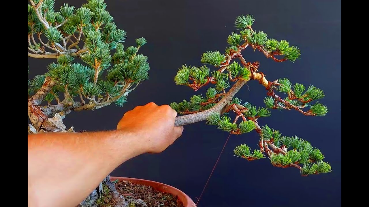 Pentaphylla Bonsai Pine Step 1 Day 2