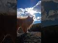 #dog #pets #animals #nature #sun #happy #home #rock #forest #bestmoments #lifeisbutadream #beautiful