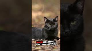 Celebrity The real reason your cat knocks your stuff off the table. Wealth