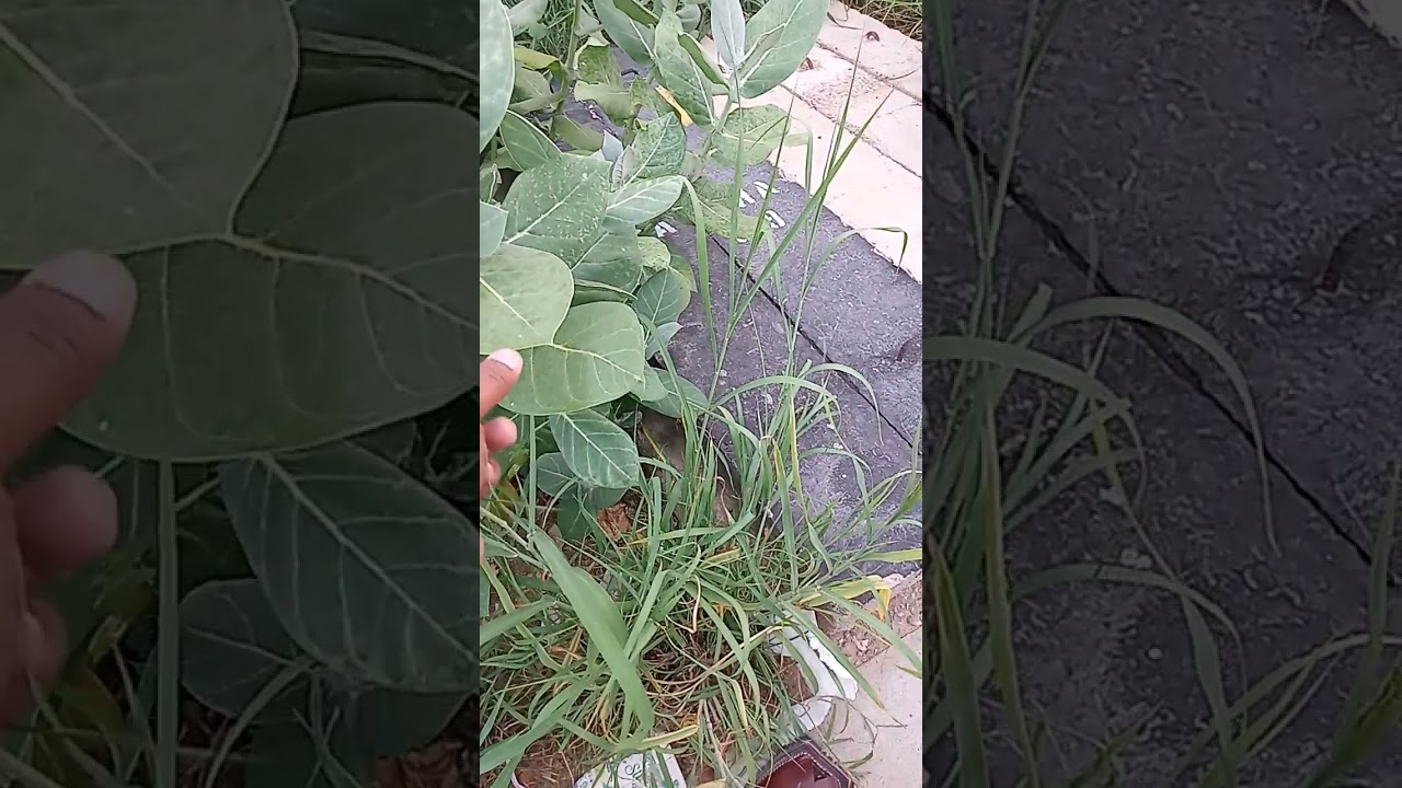 Ya poda Dard ko khatam karny k lye