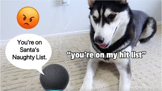 Alexa Tells My Husky She's On Santa's BAD LIST!