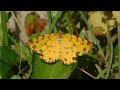 pseudopanthera macularia - butterflies of Greece