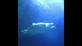 Dj Metatron - Blue Turtle 9