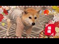今年の福袋は大当たり！？可愛い服満載の犬用福袋開けてみた！
