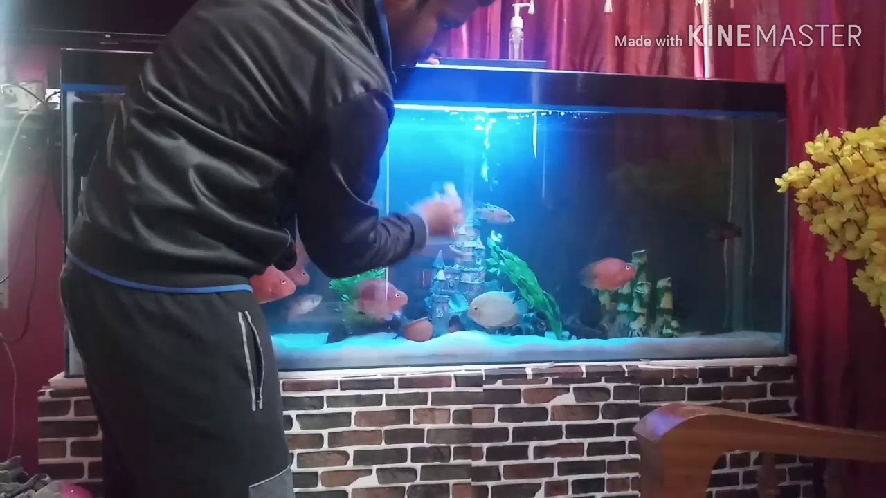 Aquarium Water Change ? YouTube