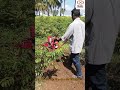 Kalis Power Weeder-8678900090