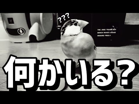 【文鳥】え…???そこに何かいるの…???👻