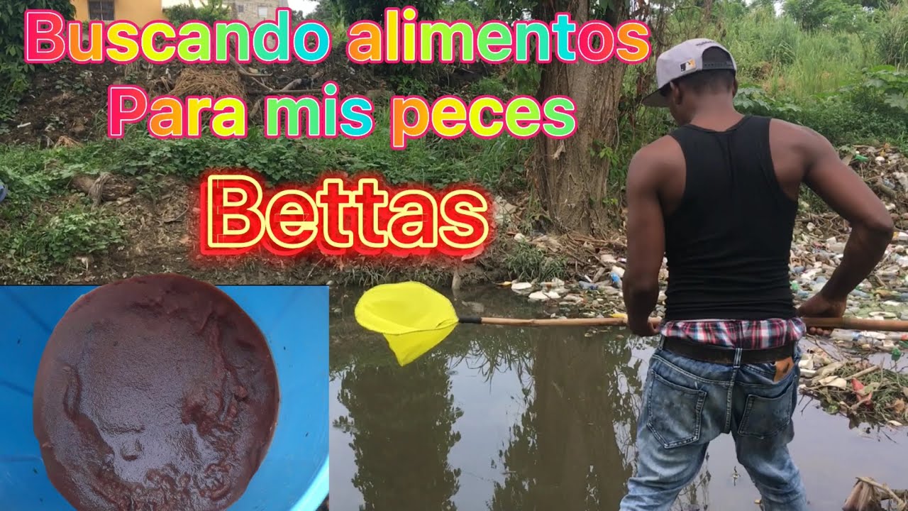 Como buscar nimitas y larvas de mosquito para betas