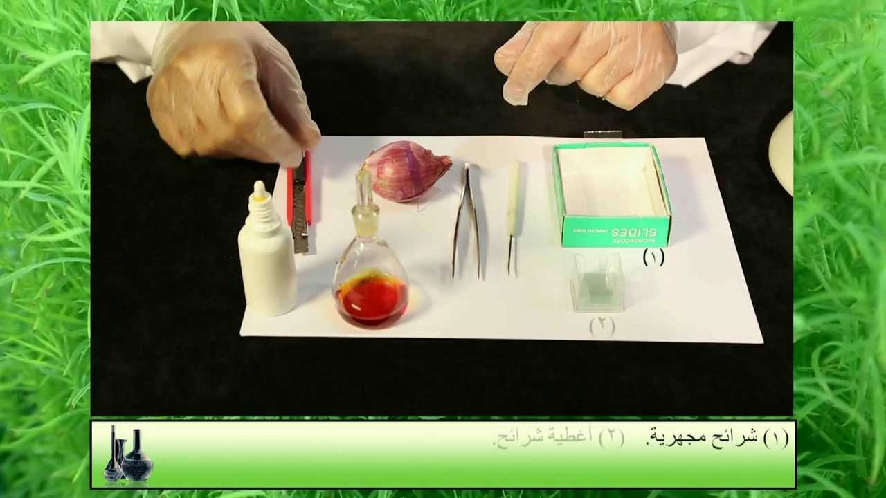 طريقة عمل الشرائح المجهرية لخلايا البصل - Onion