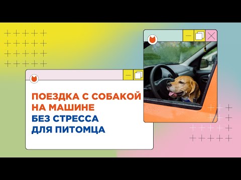 Поездка с собакой в машине без стресса: собаку укачивает, что сделать?