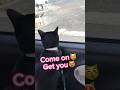 【天才お喋り猫】時々、英語を交えて話すこっちゃん #cat #talking cat