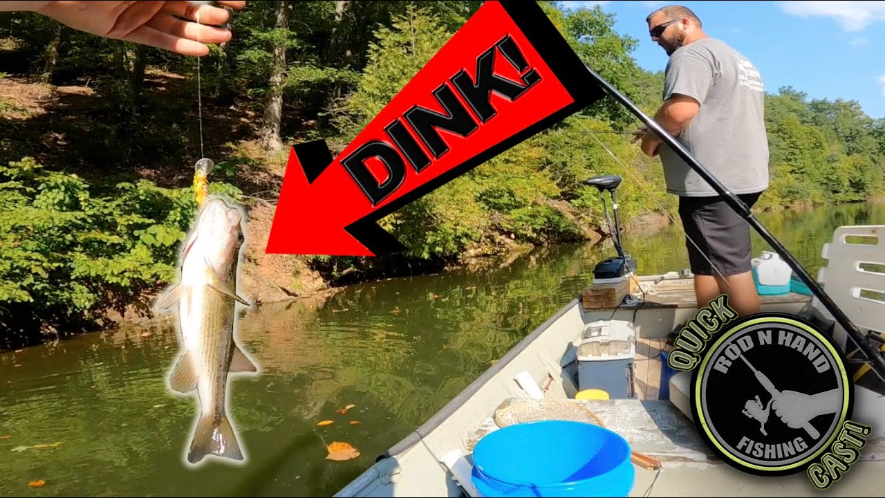 TONS of DINKS and BEAUTIFUL Wildlife ENCOUNTERS on Claytor Lake