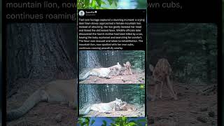 Rare Encounter: Mountain Lion Observed Alongside Orphaned Fawn
