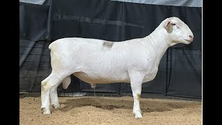 4540 Yearling Ram Online at Tays Realty Auction LLC
