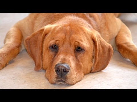 Video: Pet Scoop: Special-Needs pes ide domov do špeciálnej rodiny, Boo dostane nové letecké linky