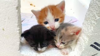 Super cute kittens around the world