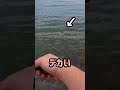 みんなはどんな時に落ち込む?#イカ釣り #エギング #アオリイカ #shorts