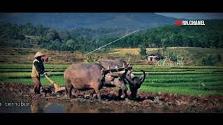 Cover Kebayang ( lirik tengdung)