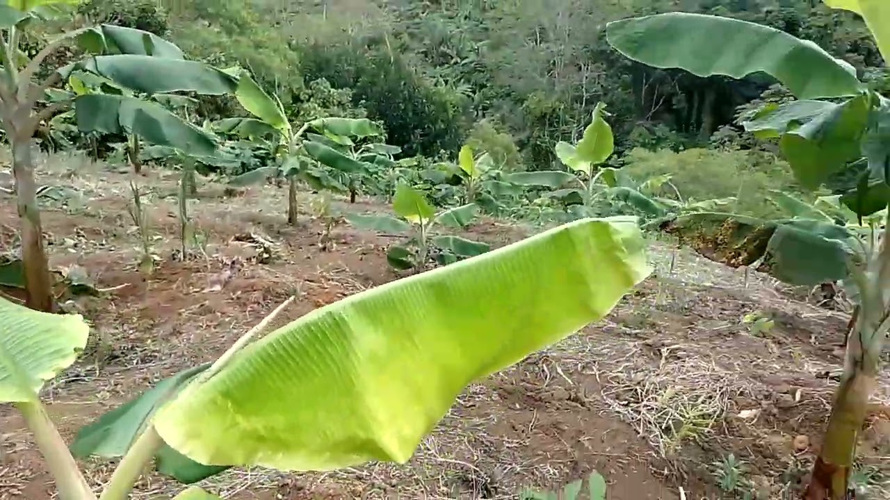 # Dica importante para seu plantio de banana..