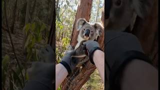 Koala Was Tangled In Chains By A Tree Watch Until The End To See What Happens shorts