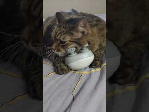 Массаж для долголетия 😉🤗😻🤣 #cat #кот #юмор #приколы #котушка #смех #уходзасобой