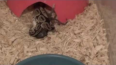 2012 Ball Python Collection