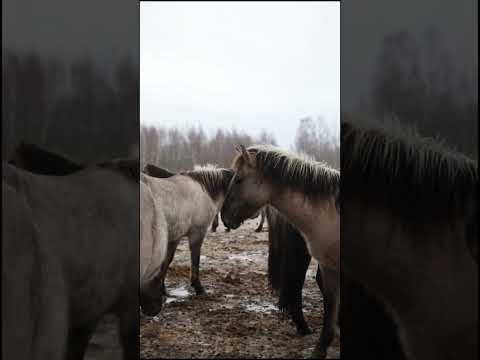 тарпаны-дикие лошади
