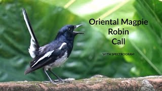 Call of Oriental Magpie Robin | With Spectrogram | Bengali Name দোয়েল | Bird Song 15 | Type 18