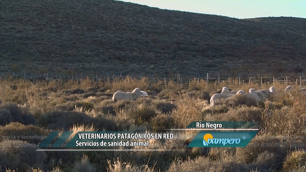 Veterinarios patagónicos en red intangible