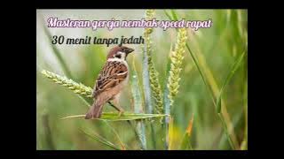 Masteran terapi pancingam burung gereja nembak speed rapat 30 menit tanpa jedah