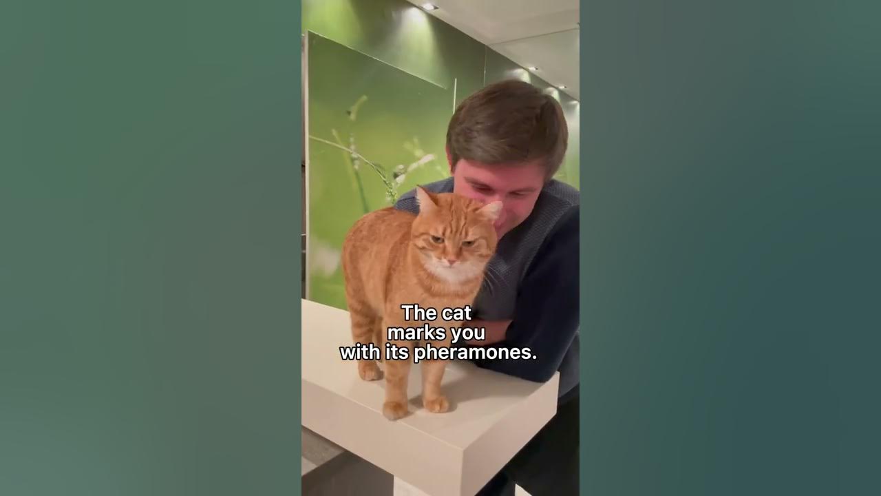 Why does a cat headbutt its owner? cats shorts YouTube