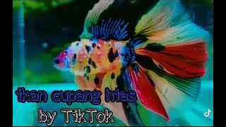Kumpulan Vidio ikan cupang hias dari Tik tok