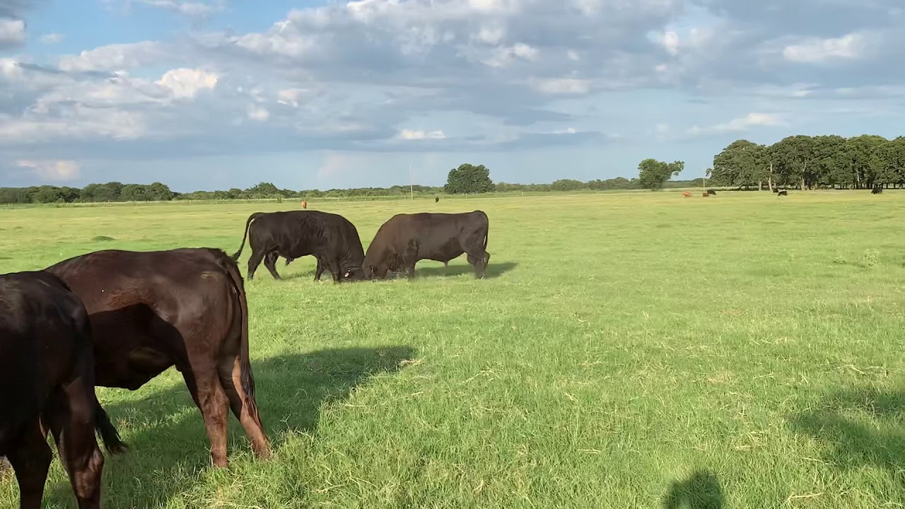 Two Giant Bulls Fighting - Angus VS. Limousine