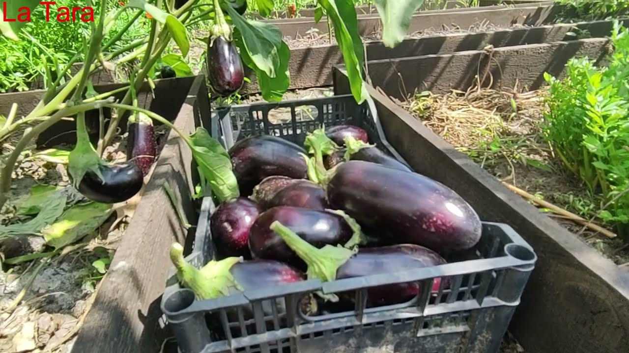 Fertilizant bio pentru recolte bogate de vinete