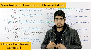 Thyroid gland and its hormones