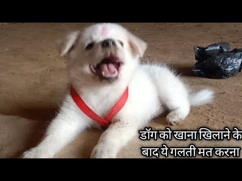 वीडियो: पुरुष कुत्ते यौन सक्रिय होने पर कब करते हैं?