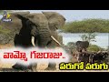Watch: Elephant attacks on student's Safari truck in South Africa