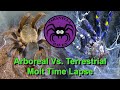 Arboreal vs. Terrestrial Molt Time Lapse