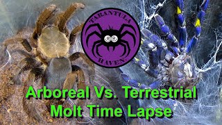 Arboreal vs. Terrestrial Molt Time Lapse