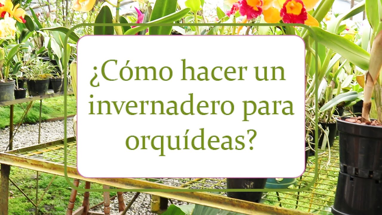 ¿Cómo hacer un invernadero para orquídeas?