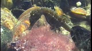© Морской конек Hippocampus hippocampus   15 ⁄⁄ Long snouted seahorse