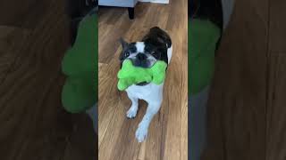 Yeni oyuncağımı göstermem lazım, mutlu bir Frenchie! 🐾🎾 #fransızbuldogu #köpek #sevimlihayvanlar