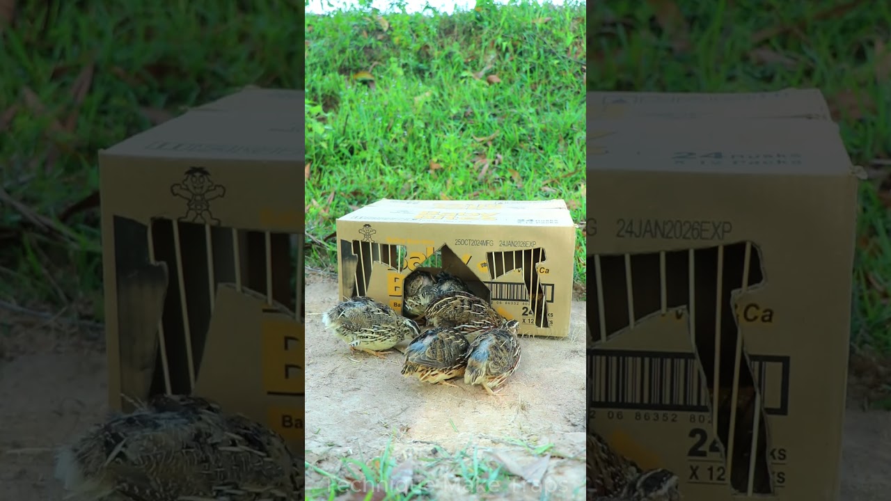 Technique Unique Trap # Creative DIY Quail Bird Trap 