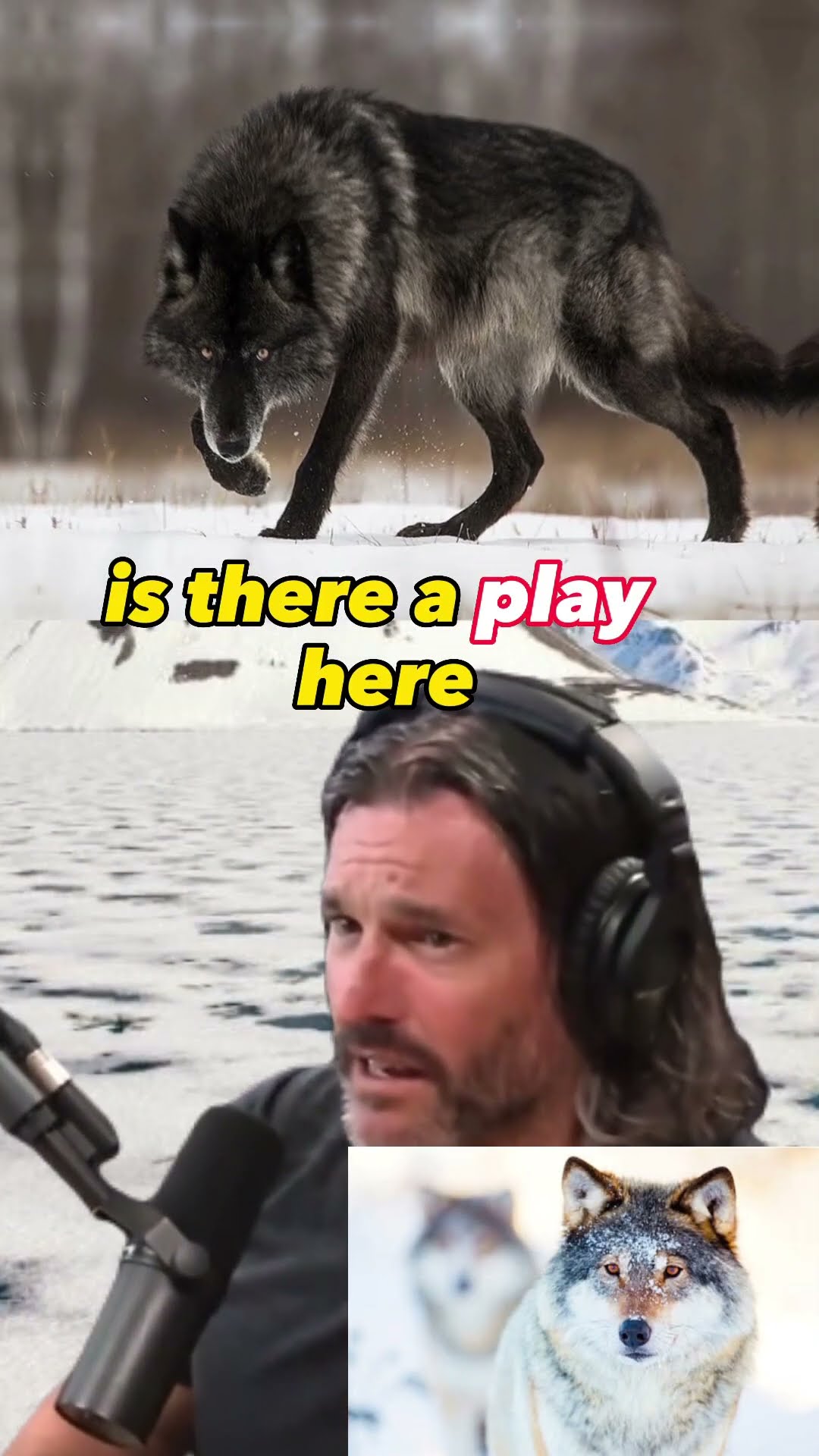 Wie Wölfe Flüsse ändern