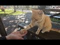 Ginger cat gives me five